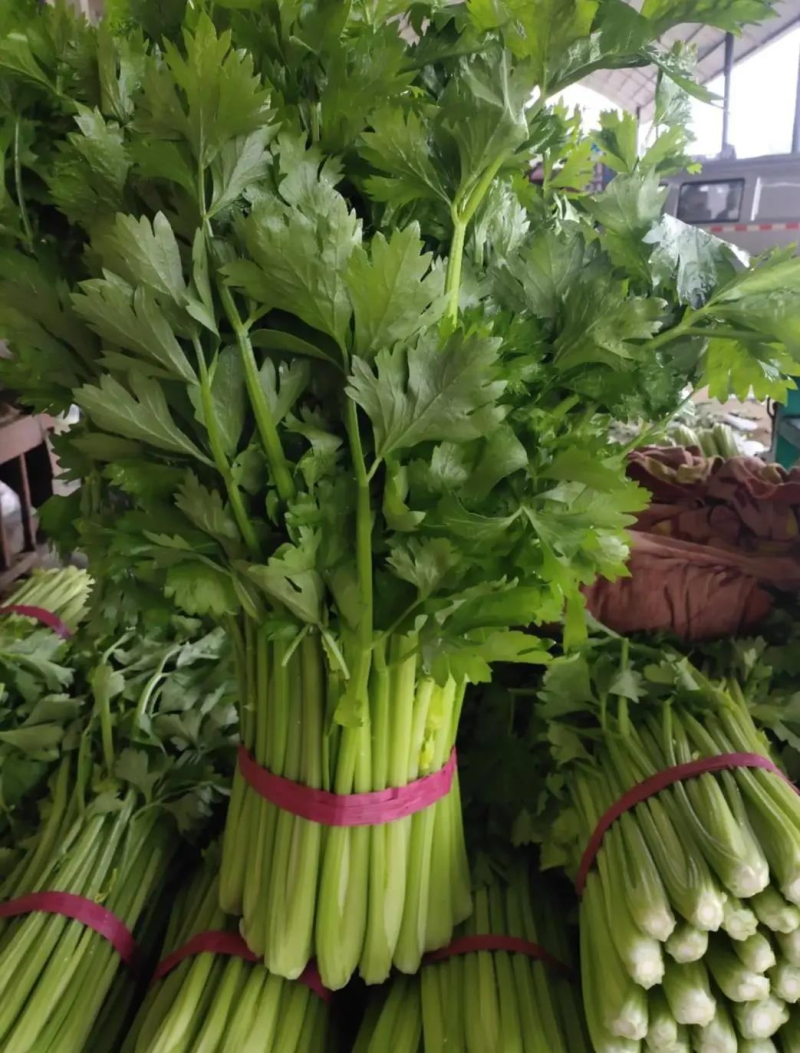 香芹，精品芹菜，规格齐全，质量保证，对接商超市场档口