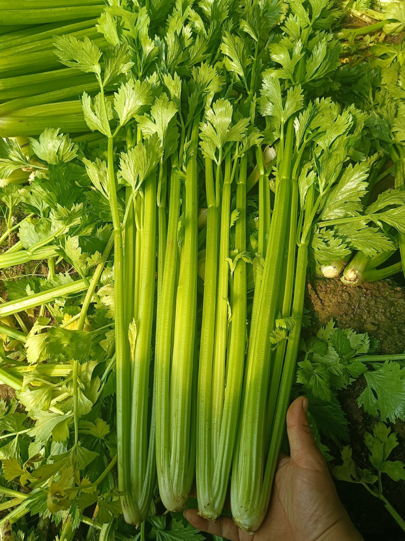 香芹，精品芹菜，规格齐全，质量保证，对接商超市场档口