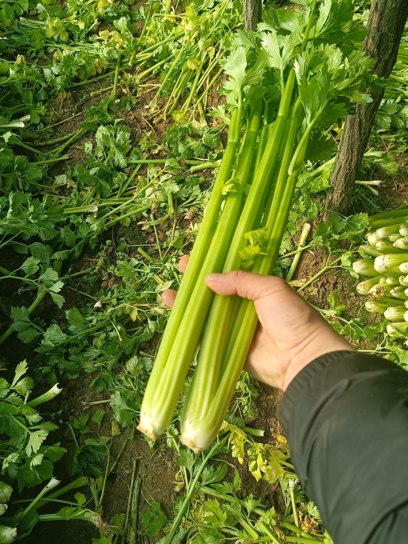 香芹，精品芹菜，规格齐全，质量保证，对接商超市场档口