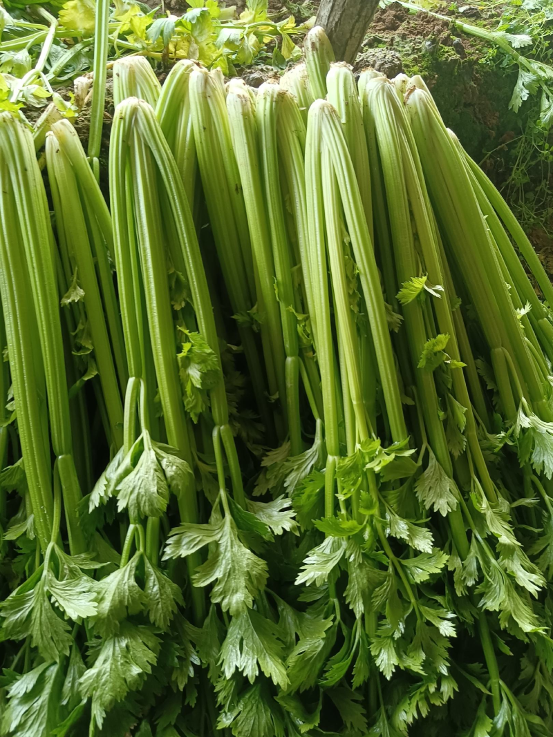 香芹，精品芹菜，规格齐全，质量保证，对接商超市场档口