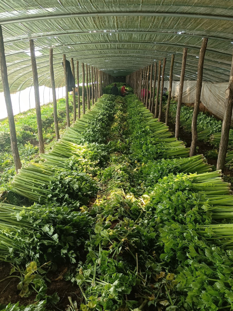 香芹，精品芹菜，规格齐全，质量保证，对接商超市场档口