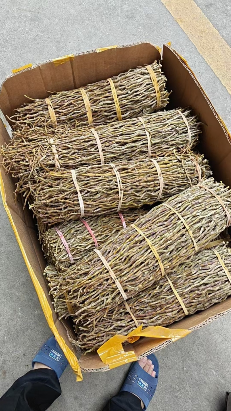 精品石斛干条