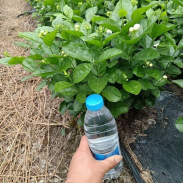 茉莉花