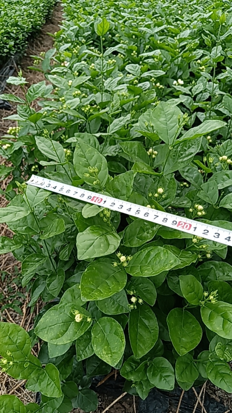 茉莉花