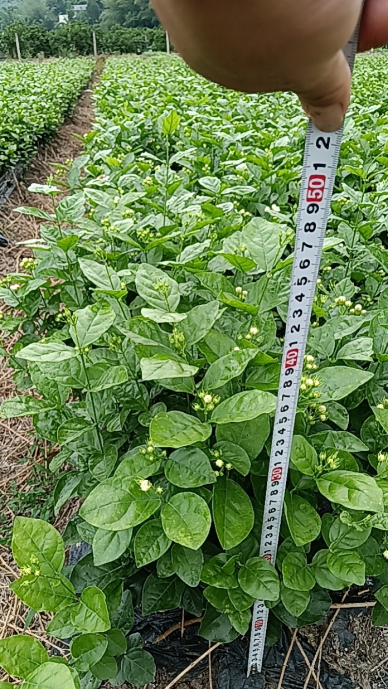 茉莉花