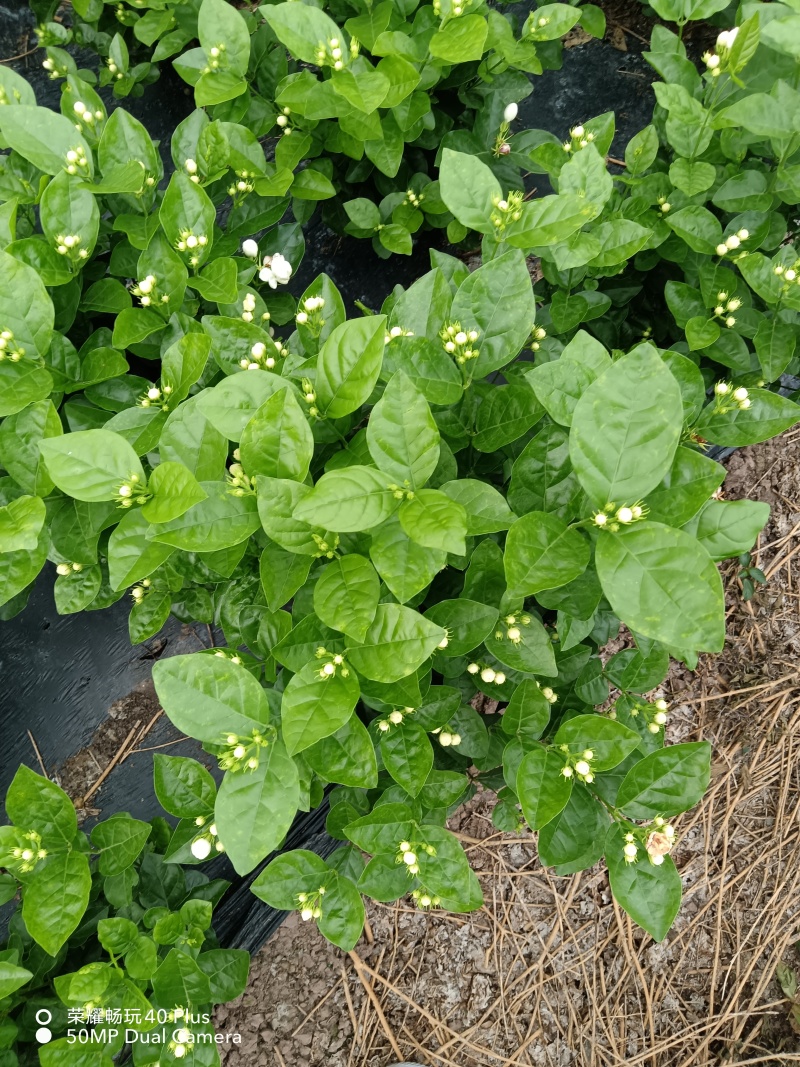 茉莉花