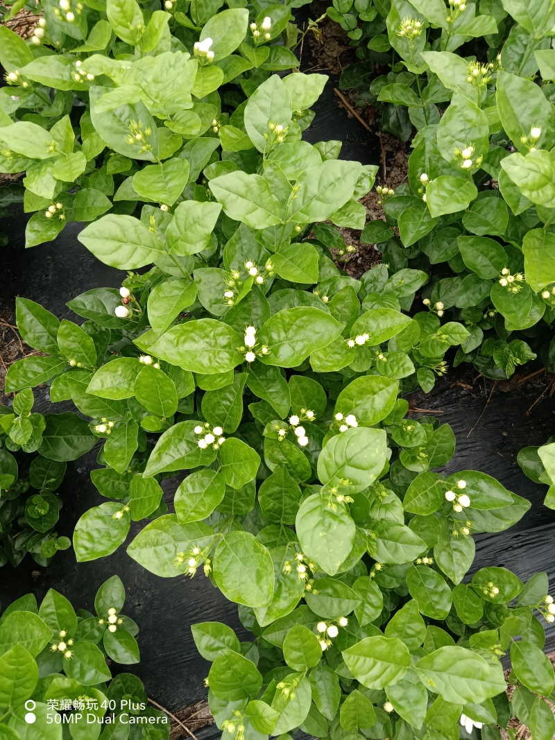 茉莉花