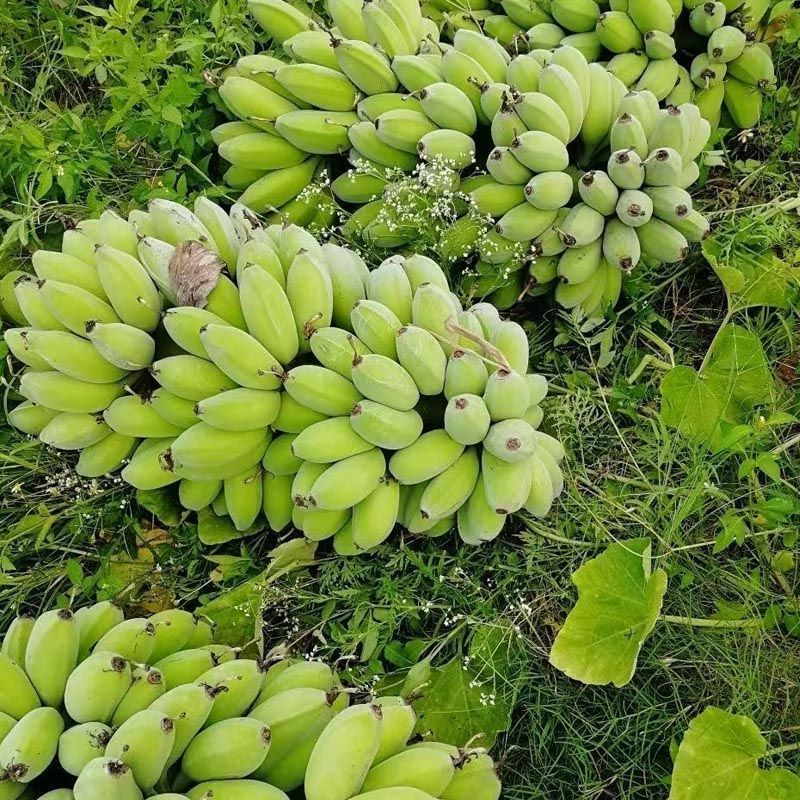 精品苹果蕉，产地直发，品质保证，量大从优，欢迎老板选购