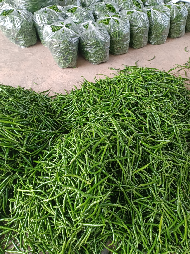 青线椒.厚皮贵些.薄皮便宜