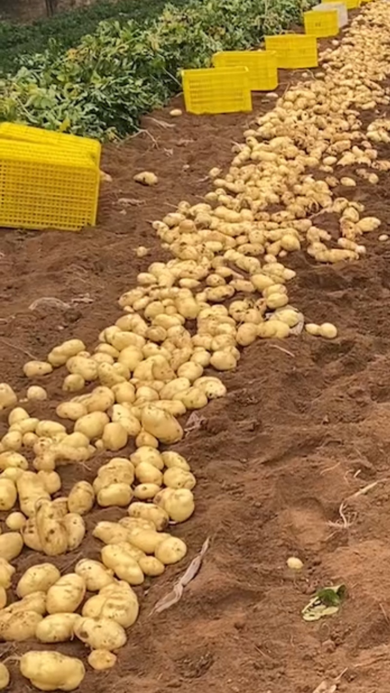 土豆四川产区直发保质保量供货价钱实惠