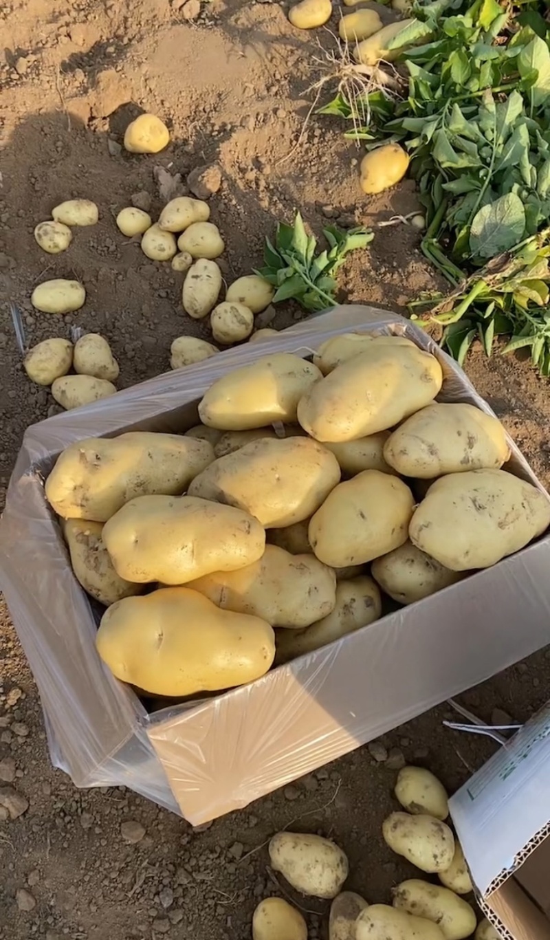 土豆四川产区直发保质保量供货价钱实惠