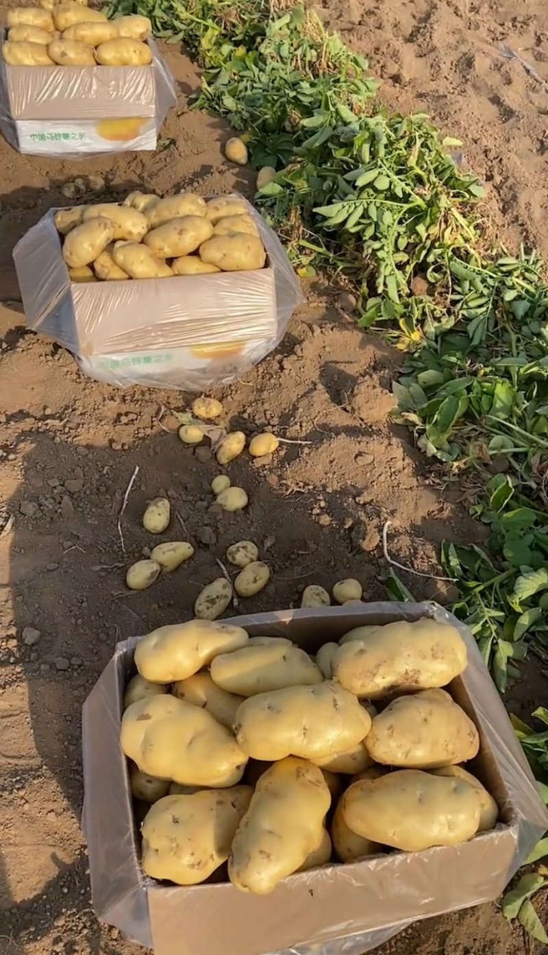 土豆四川产区直发保质保量供货价钱实惠