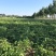 土豆四川产区直发保质保量供货价钱实惠
