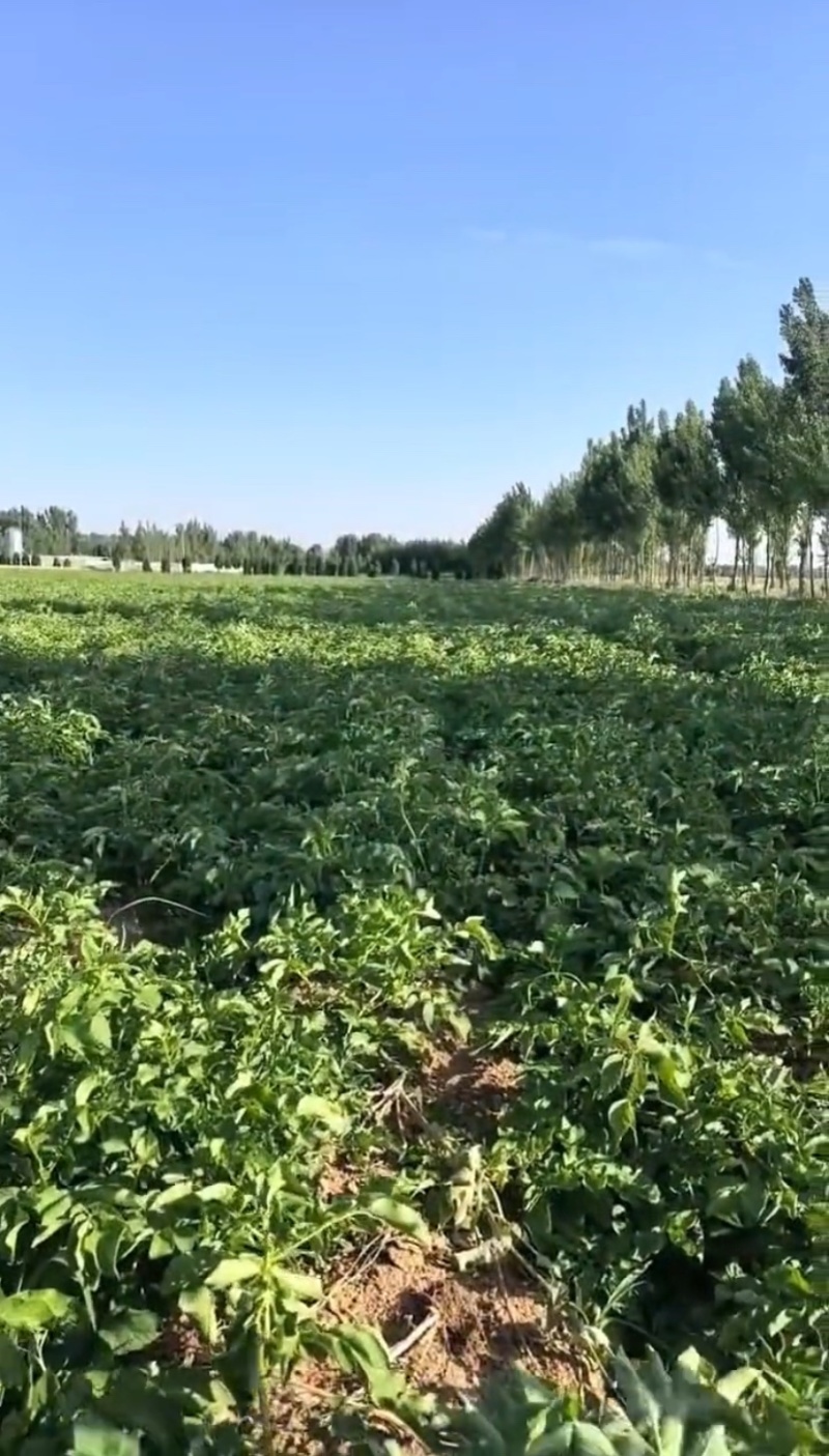 土豆四川产区直发保质保量供货价钱实惠