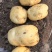 土豆四川产区直发保质保量供货价钱实惠