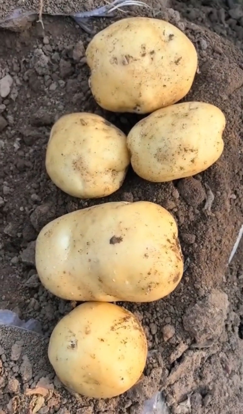 土豆四川产区直发保质保量供货价钱实惠