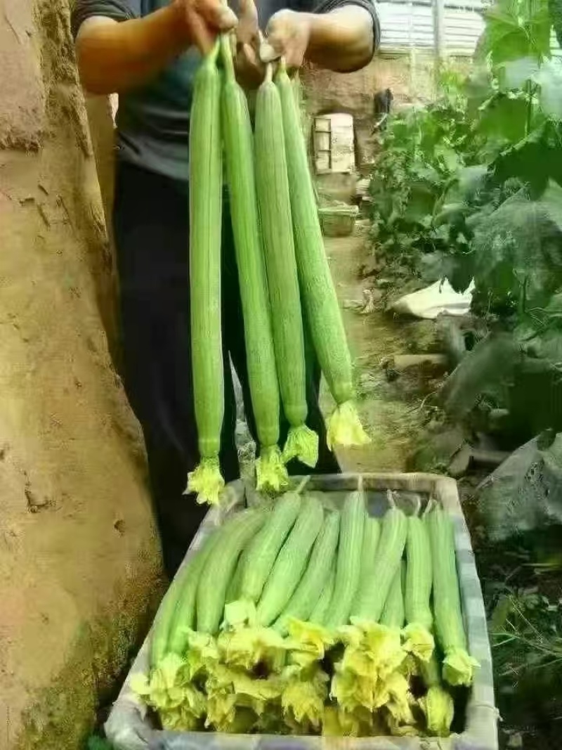 山东寿光鲜花丝瓜，大量上市，品质保证量大从优可电话详谈