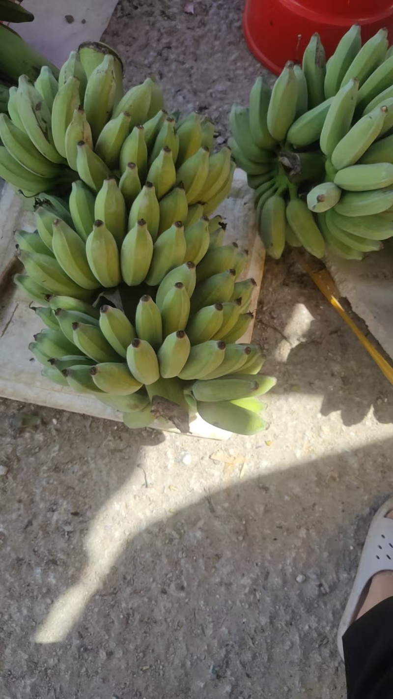 精品苹果蕉，产地直发，品质保证，量大从优，欢迎老板选购