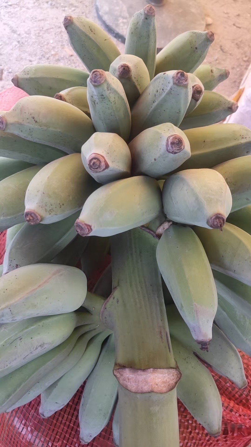 精品苹果蕉，产地直发，品质保证，量大从优，欢迎老板选购