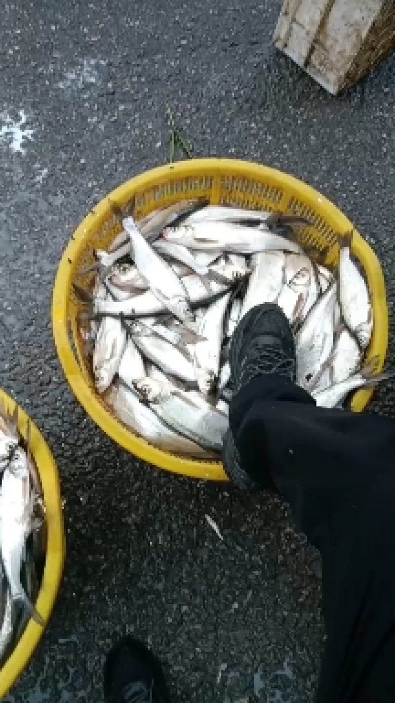 翘嘴鱼开肚冻板4两以上统货
