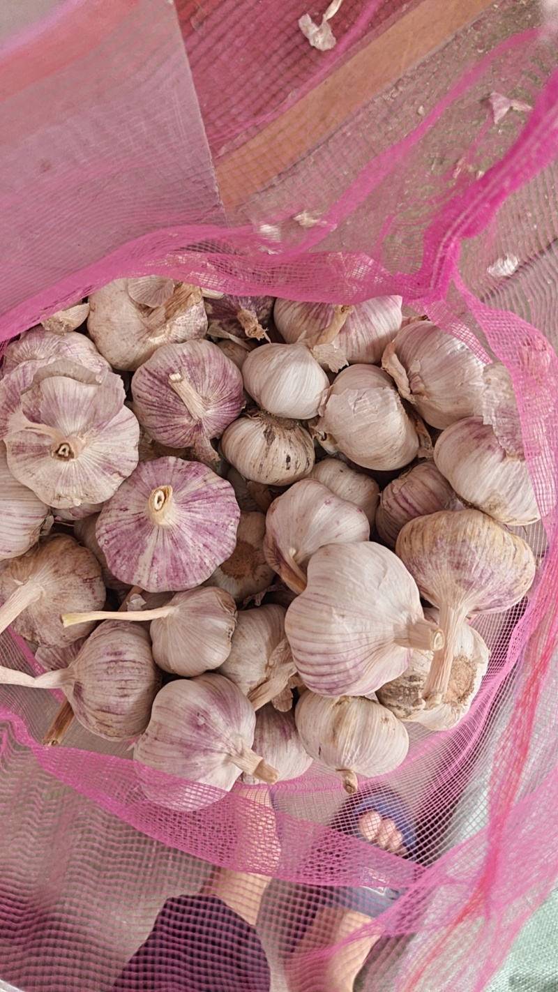 山东金乡紫皮大蒜
