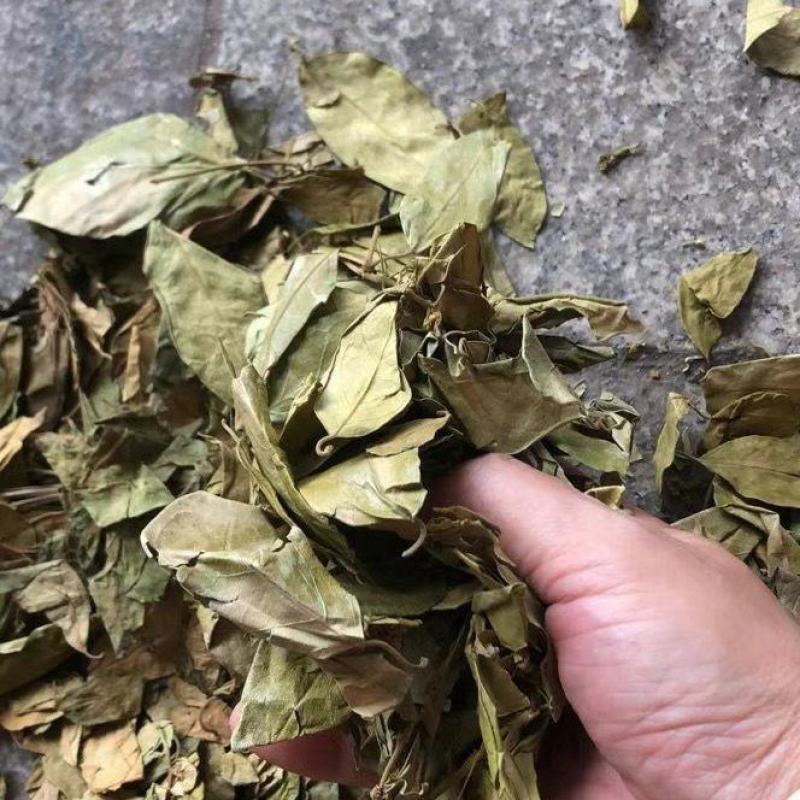 武靴叶干货武靴藤叶