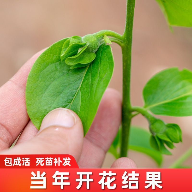 【专业育苗基地】柿子树苗带土带叶正宗嫁接高产大果脆柿果树苗