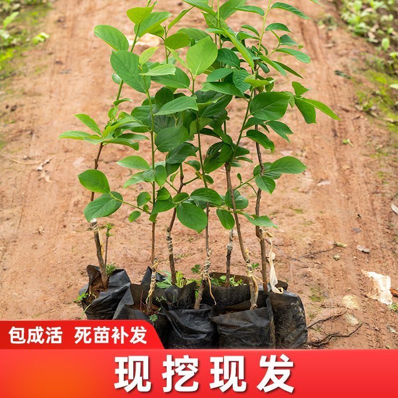 【专业育苗基地】柿子树苗带土带叶正宗嫁接高产大果脆柿果树苗