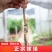 【专业育苗基地】柿子树苗带土带叶正宗嫁接高产大果脆柿果树苗