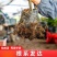 【专业育苗基地】柿子树苗带土带叶正宗嫁接高产大果脆柿果树苗