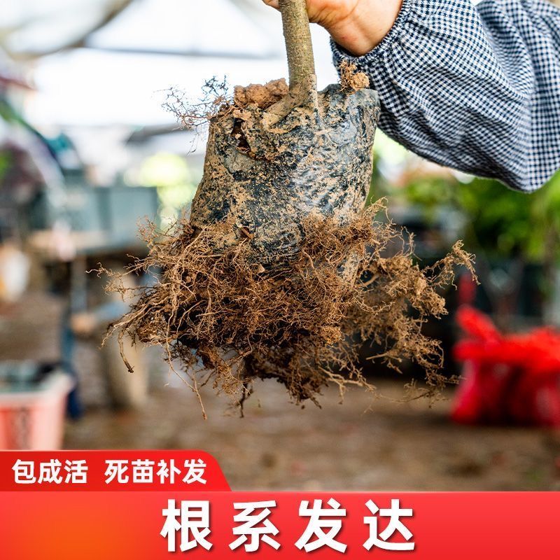 【专业育苗基地】柿子树苗带土带叶正宗嫁接高产大果脆柿果树苗