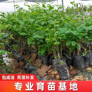 【专业育苗基地】柿子树苗带土带叶正宗嫁接高产大果脆柿果树苗