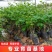 【专业育苗基地】柿子树苗带土带叶正宗嫁接高产大果脆柿果树苗