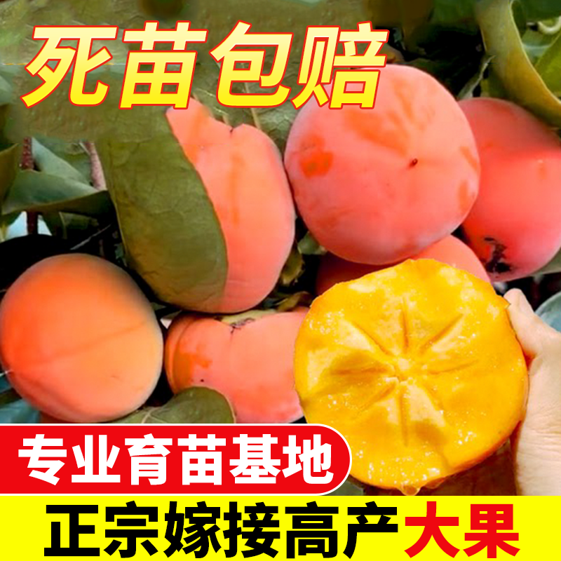 【专业育苗基地】柿子树苗带土带叶正宗嫁接高产大果脆柿果树苗