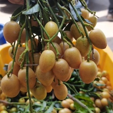 广东高州鸡心黄皮果，奶茶店专用黄皮果
