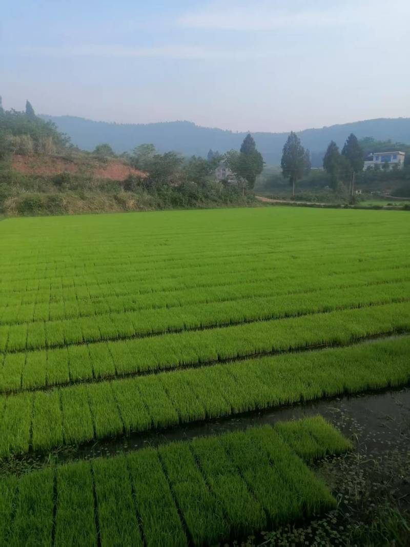 优质机插秧秧苗，适栽期