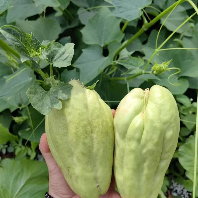 佛手瓜种子可留种大果佛手瓜阳台庭院田园易种各种蔬菜