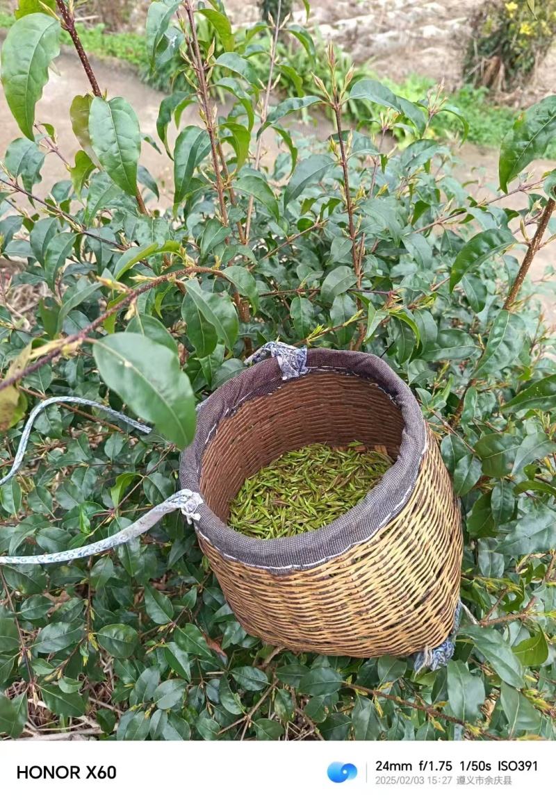 独芽小叶苦丁