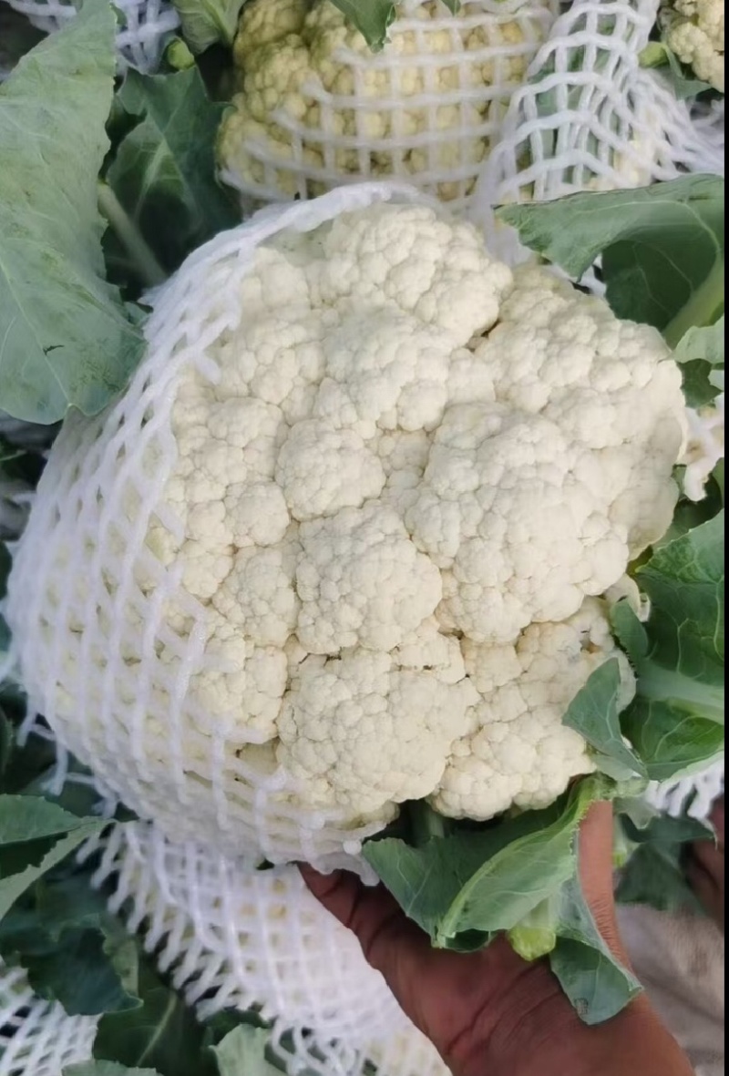 花菜四川产区直发保质保量供货对接全国电商商超