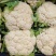 花菜四川产区直发保质保量供货对接全国电商商超