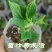 新鲜佛手瓜苗四季阳台盆栽蔬菜种子种籽种苗孑南方秧种瓜