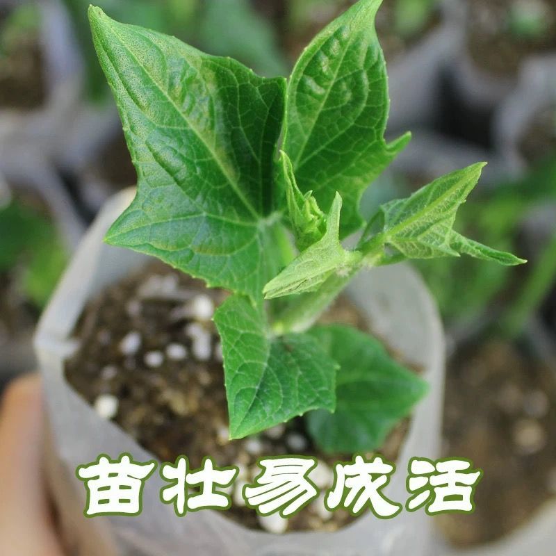 新鲜佛手瓜苗四季阳台盆栽蔬菜种子种籽种苗孑南方秧种瓜