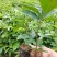 牛大力树苗小叶中叶细叶苗中药材苗野生种植改良苗结薯快