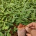 牛大力树苗小叶中叶细叶苗中药材苗野生种植改良苗结薯快