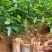 牛大力树苗小叶中叶细叶苗中药材苗野生种植改良苗结薯快