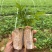 牛大力树苗小叶中叶细叶苗中药材苗野生种植改良苗结薯快