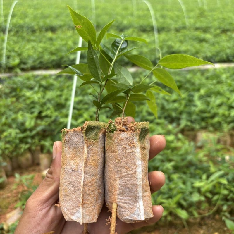 牛大力树苗小叶中叶细叶苗中药材苗野生种植改良苗结薯快