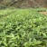 牛大力树苗小叶中叶细叶苗中药材苗野生种植改良苗结薯快