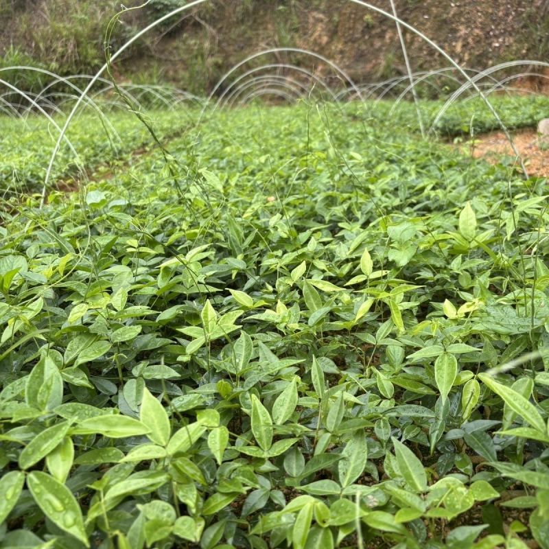 牛大力树苗小叶中叶细叶苗中药材苗野生种植改良苗结薯快