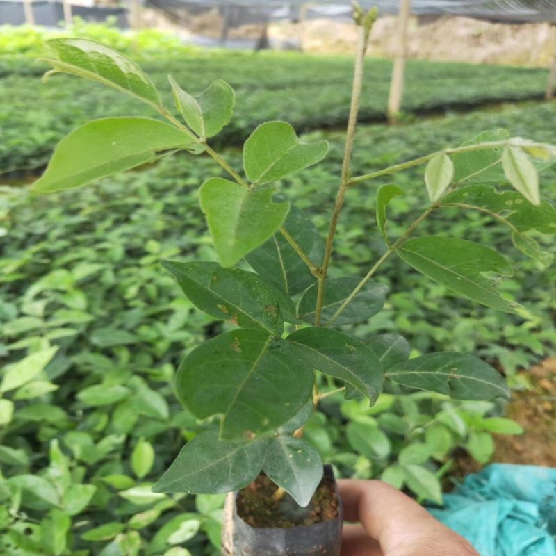 牛大力树苗小叶中叶细叶苗中药材苗野生种植改良苗结薯快